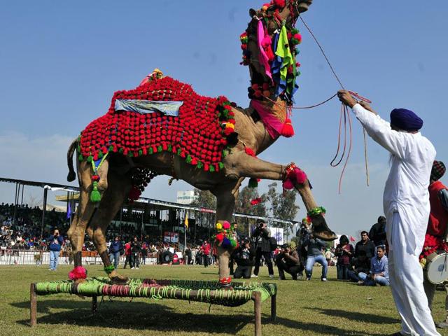 Camel show on the 3rd day of famous 79th rural games of Killa Raipur in Ludhiana on Saturday. Gurpreet Singh/HT
