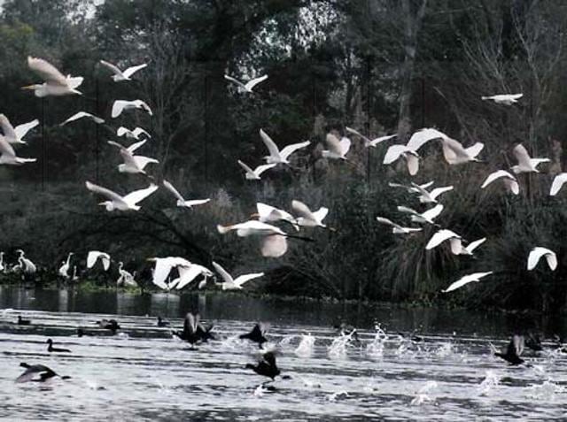 Heavy turnout of migratory birds at Harike wetland in Taran Taran district. HT Photo
