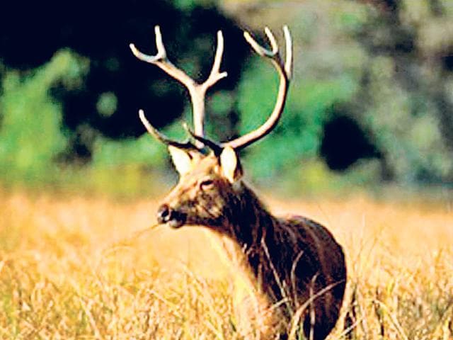 MP: Endangered barasingha to be moved from Kanha to Satpura - Hindustan  Times