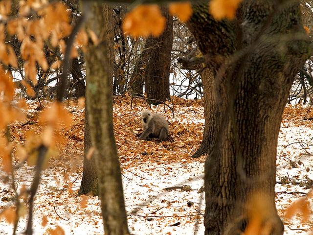 A Himalayan Langur looks for food after a snowfall at the Dachigam National Park on the outskirts of Srinagar, Kashmir. The Kashmir valley received snow fall for the second consecutive day and the weather office has forecast more snow over the next 24 hours. (AP photo)