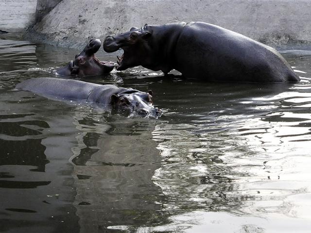 Hippopotamuses seen playing in water at Indore zoo on Tuesday. (Arun Mondhe/HT photo)