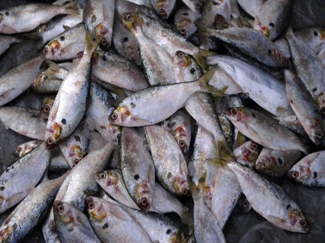 Booth prices slashed at fish market auction amid low demand - Hindustan  Times