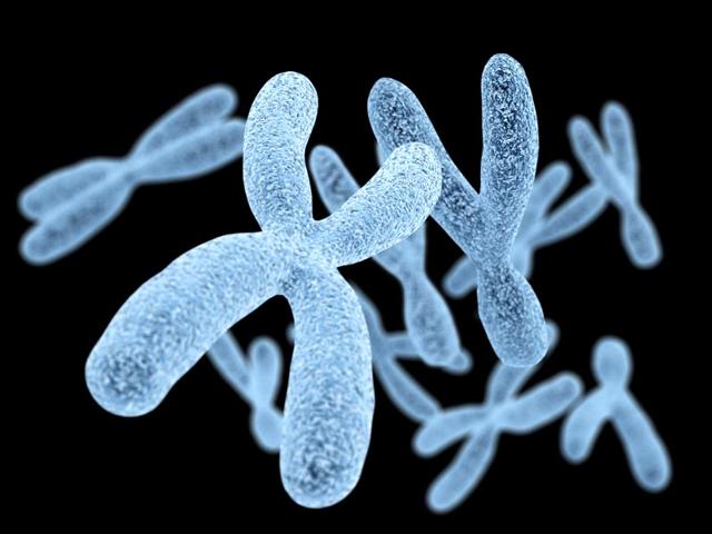 Chromosomes Chromosomes
