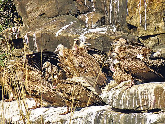 Vultures-at-the-Panna-tiger-reserve-HT-photo