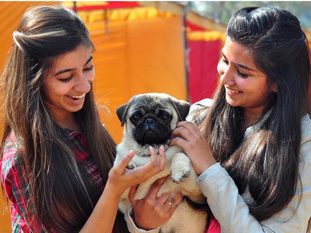Local-residents-enjoying-a-day-out-with-their-four-legged-friends-at-the-Chandigarh-Kennel-Club-s-dog-show-Karun-Sharma-HT