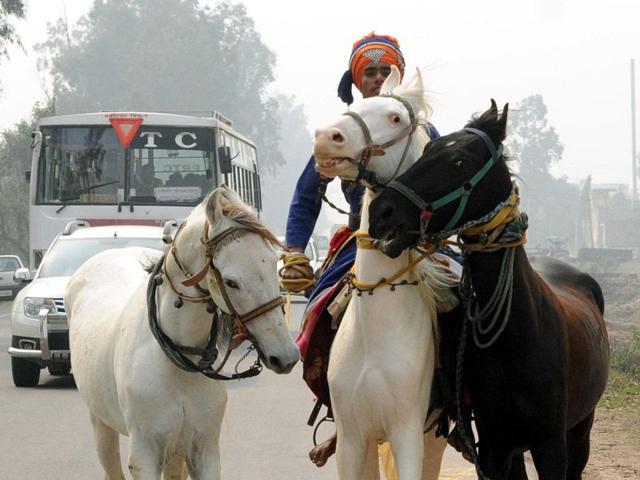 Preparing for Holla mohalla, a young Nihang Singh while taking ride along with his three horse in Patiala Bharat Bhushan/HT