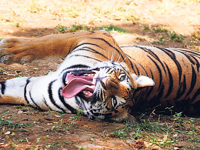A-file-photo-of-Puja-the-Royal-Bengal-Tigress-at-Sanjay-Gandhi-National-Park-HT-photo A-file-photo-of-Puja-the-Royal-Bengal-Tigress-at-Sanjay-Gandhi-National-Park-HT-photo