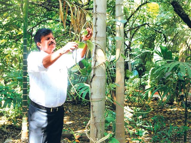 Bandodi-Sanjeev-Chowta-tends-to-his-garden-Anshuman-Poyrekar-HT-photo Bandodi-Sanjeev-Chowta-tends-to-his-garden-Anshuman-Poyrekar-HT-photo