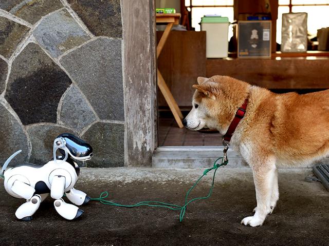 "Kuma," the Shiba Inu (R) looks at AIBO (L) playing after the funeral for 19 Sony's pet robot AIBOs at the Kofuku-ji temple. (AFP PHOTO)