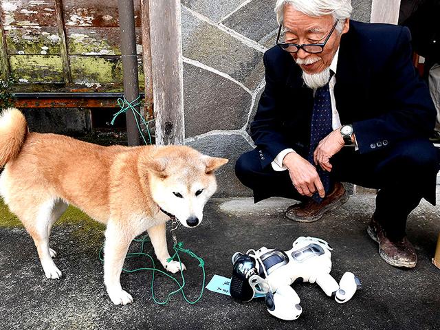 A-Fun employee Ikuhiro Kanbara (R) watches "Kuma," the Shiba Inu (L) watching AIBO after the funeral ceremony. (AFP PHOTO)