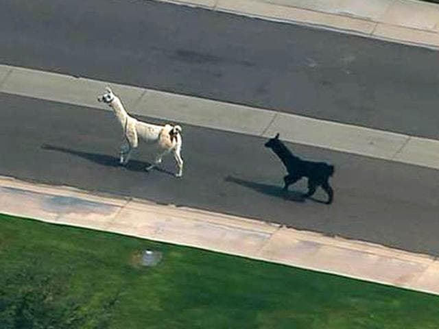 Llamas-on-the-run Llamas-on-the-run