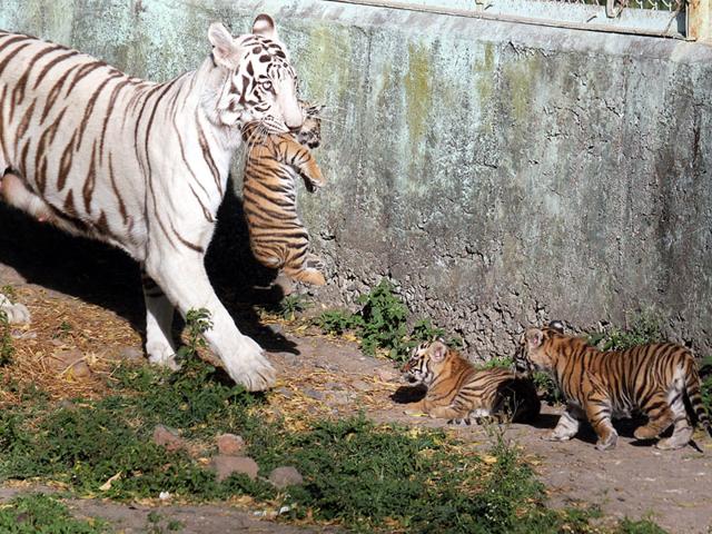 The two-month-old cubs of white tigress with their mother at Indore zoo on Friday. (Shankar Mourya/HT photo)