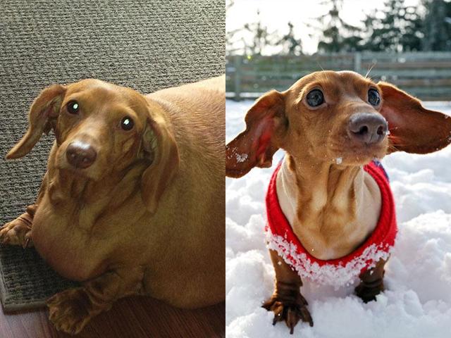 Dennis-the-Dachshund-who-went-from-fat-to-fit-in-less-than-two-years-AP-Photo