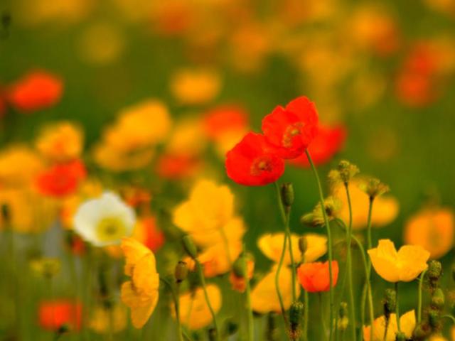 Flowers at their best near Patiala.HT/Photo