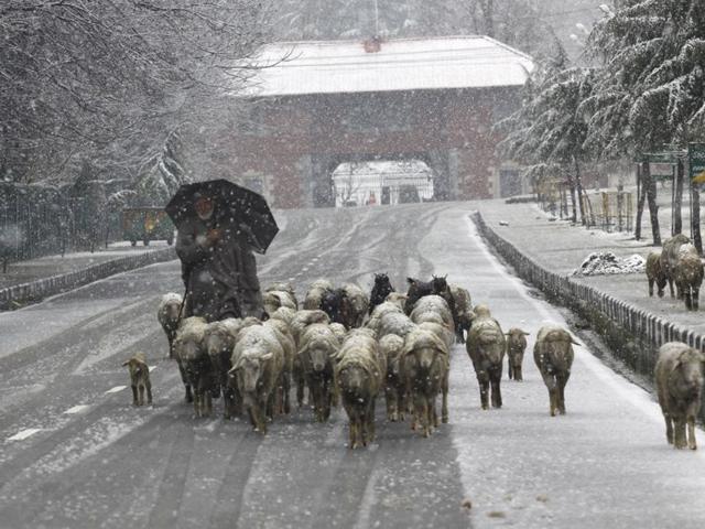 A Kashmiri man herding a flock of sheep during snowfall in Srinagar. Waseem Andrabi/HT