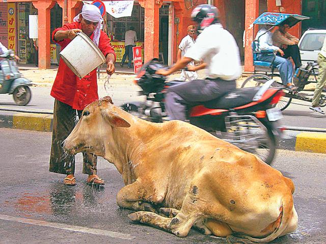 Officials-feel-cattle-abandoned-on-roads-are-becoming-a-traffic-hazard-HT-Photo Officials-feel-cattle-abandoned-on-roads-are-becoming-a-traffic-hazard-HT-Photo