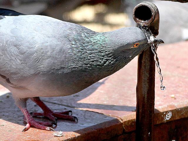 Beating the heat: A pigeon drinks water at the kabutar khana in Dadar as temperatures continue to soar in Mumbai. (Arijit Sen/HT photo)