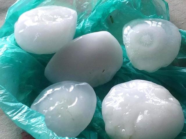 Massive pieces of hail caused damage to crops in Mathura district's villages. (Arun Kumar Tripathi/HT Photo)