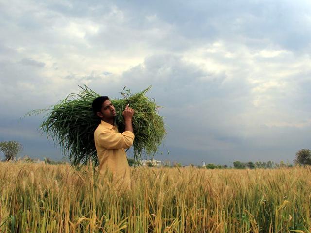 A farmer working on the field under the shadow of dark clouds at Bathinda. (Photo by Sanjeev Kumar/HT Photo)