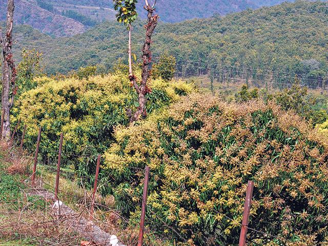 Mango-blossoms-on-trees-at-a-farm-on-the-outskirts-of-Dehradun-HT-Photo Mango-blossoms-on-trees-at-a-farm-on-the-outskirts-of-Dehradun-HT-Photo