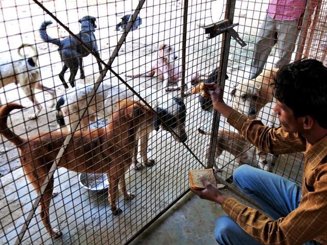 In-absence-of-funding-from-the-UT-administration-the-birds-and-animals-at-the-Society-for-Prevention-of-Cruelty-to-Animals-shelter-in-Sector-38-are-getting-the-basic-minimum-care-Ravi-Kumar-HT-Photo In-absence-of-funding-from-the-UT-administration-the-birds-and-animals-at-the-Society-for-Prevention-of-Cruelty-to-Animals-shelter-in-Sector-38-are-getting-the-basic-minimum-care-Ravi-Kumar-HT-Photo