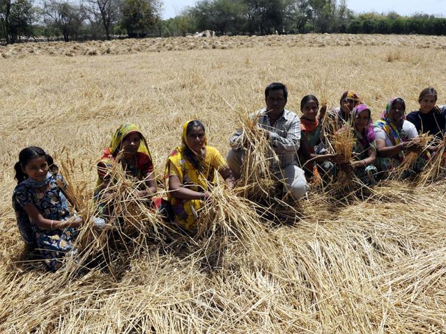 Over-the-last-one-month-more-than-half-a-dozen-farmers-ended-their-lives-in-western-parts-of-Madhya-Pradesh-HT-file-photo Over-the-last-one-month-more-than-half-a-dozen-farmers-ended-their-lives-in-western-parts-of-Madhya-Pradesh-HT-file-photo