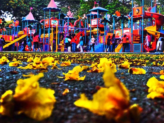Peltophorum pterocarpum flowers, popularly known as Yellow Poinciana, cover the garden in Matunga. The spring season has reached its peak and the city is in bloom. (Kalpak Pathak/HT photo)
