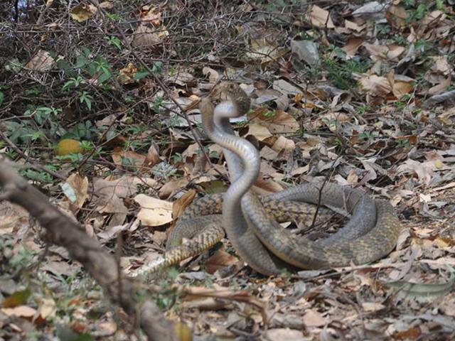 A couple of snakes in a playful mood near Bus Stand Road in Sehore town attracted a lot of people on Saturday. (Mahendra Thakur/HT photo)