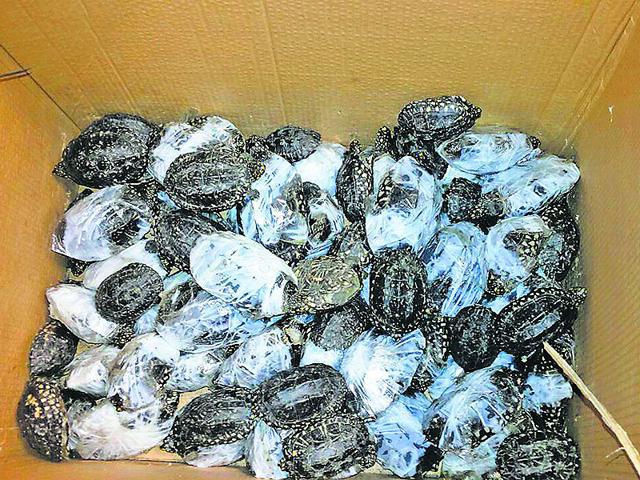 Spotted-Black-Terrapin-turtles-a-protected-species-were-wrapped-with-adhesive-tape-to-restrict-their-movement-Photo-credit-Mumbai-airport-customs