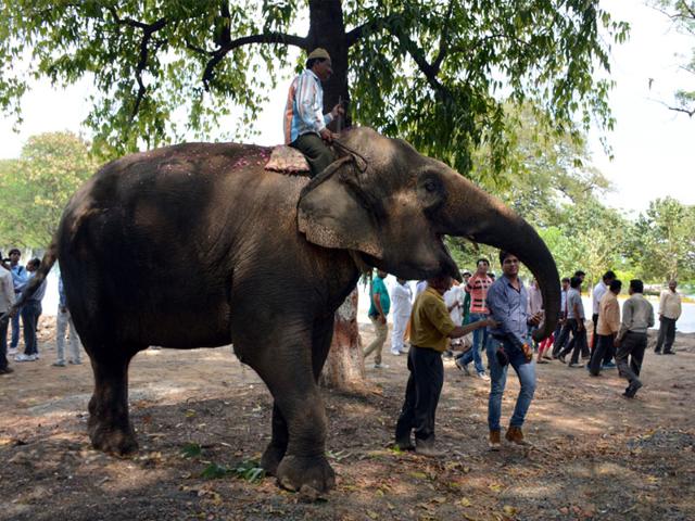 Female elephant Champa was finally freed of her chains and shifted to a new enclosure at Kamla Nehru Zoo, in Indore on Wednesday. (Arun Mondhe/HT photo) Female elephant Champa was finally freed of her chains and shifted to a new enclosure at Kamla Nehru Zoo, in Indore on Wednesday. (Arun Mondhe/HT photo)