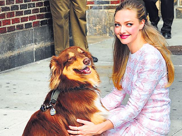 Amanda Seyfried with her Australian Shepherd Finn. Amanda Seyfried with her Australian Shepherd Finn.