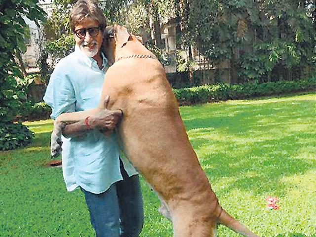 Stress Busters The Benefits Of Having Pets As Companions Hindustan Times Pets4homes is the uks most popular free pet classifieds and information site. stress busters the benefits of having