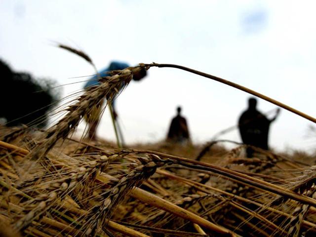 Farmers-inspecting-the-wheat-crop-after-rain-at-village-Mehmadpur-in-Patiala-Bharat-Bhushan-HT Farmers-inspecting-the-wheat-crop-after-rain-at-village-Mehmadpur-in-Patiala-Bharat-Bhushan-HT