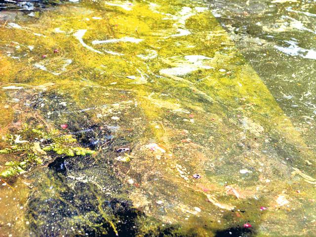 Oilspill-along-the-banks-of-Chambal-river-in-Kota-HT-Photo