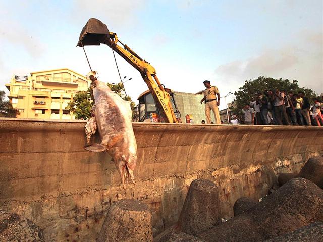 BMC staff cleared a 12-feet-dead dolphin's body at Marine Driver, in Mumbai. (Anshuman Poyrekar/HT photo)