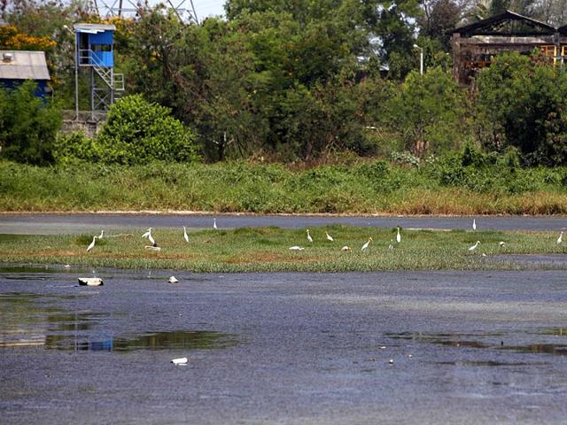 The-BMC-has-allotted-Rs-2-4-crore-for-the-de-silting-of-the-water-body-which-has-been-dying-a-slow-death-because-of-garbage-and-debris-dumped-into-it-Vidya-Subramanian-HT-photo The-BMC-has-allotted-Rs-2-4-crore-for-the-de-silting-of-the-water-body-which-has-been-dying-a-slow-death-because-of-garbage-and-debris-dumped-into-it-Vidya-Subramanian-HT-photo
