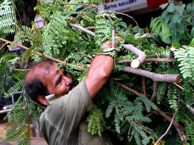 BEST workers trim trees on World Labour Day as Mumbai traffic police do not permit this on weekdays citing traffic congestion, at Dadar in Mumbai. (Arijit Sen/HT photo)