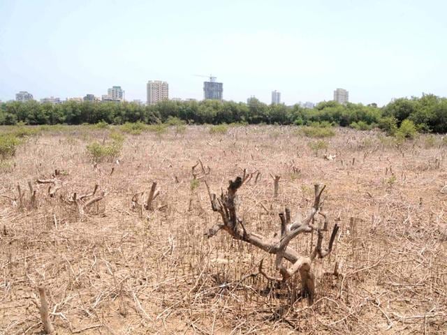 2 000 Trees Hacked In Mangrove Patch At Borivli Despite Hc Ban Locals Up In Arms Hindustan Times Rainfall alert tahsildar office flooded with water in kendrapara. 2 000 trees hacked in mangrove patch at