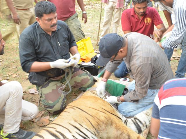 WII to take radio collar help to study tiger behaviour in Madhya Pradesh -  Hindustan Times