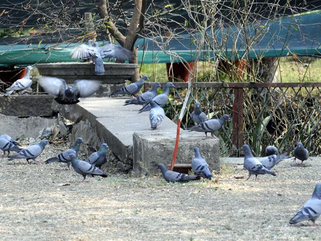 Pigeons-are-seen-aplenty-at-Residency-area-in-Indore-on-Saturday-Shankar-Mourya-HT-Photo Pigeons-are-seen-aplenty-at-Residency-area-in-Indore-on-Saturday-Shankar-Mourya-HT-Photo