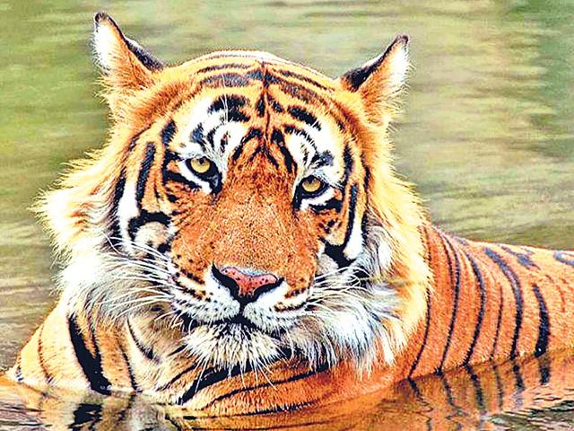 Conservationists-are-divided-over-the-government-s-proposal-to-declare-Ustad-a-man-eater-HT-Photo Conservationists-are-divided-over-the-government-s-proposal-to-declare-Ustad-a-man-eater-HT-Photo