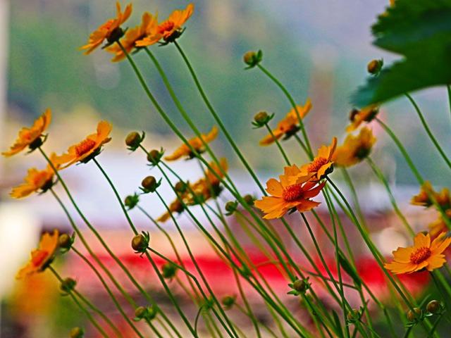 Surrounded by snow covered mountains, Manali has a favorable climate for the growth of flowers all the year round. Aqil Khan/HT