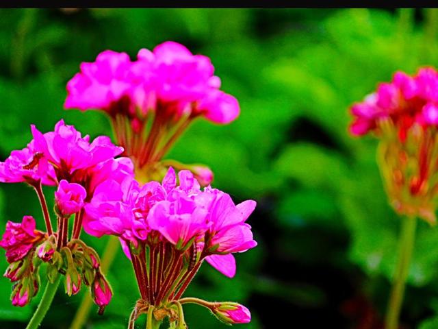 A famous tourist destination, Manali is full of beautiful flowers. Aqil Khan/HT