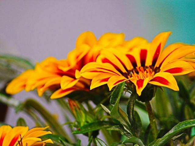 The beautiful flowers make Manali even more pleasant. Aqil Khan/HT