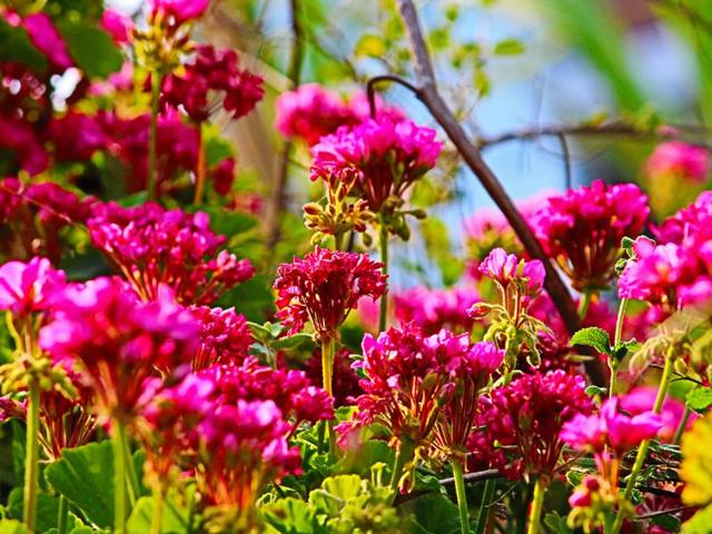 Manali blooming with seasonal flowers. Aqil Khan/HT