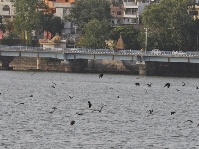 Bats-go-for-belly-dipping-in-Upper-lake-to-cool-their-bodies-and-save-their-lives-in-Bhopal-on-Wednesday-Praveen-Bajpai-HT-photo Bats-go-for-belly-dipping-in-Upper-lake-to-cool-their-bodies-and-save-their-lives-in-Bhopal-on-Wednesday-Praveen-Bajpai-HT-photo