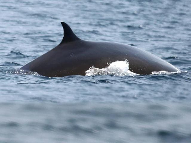 School of whales crossword