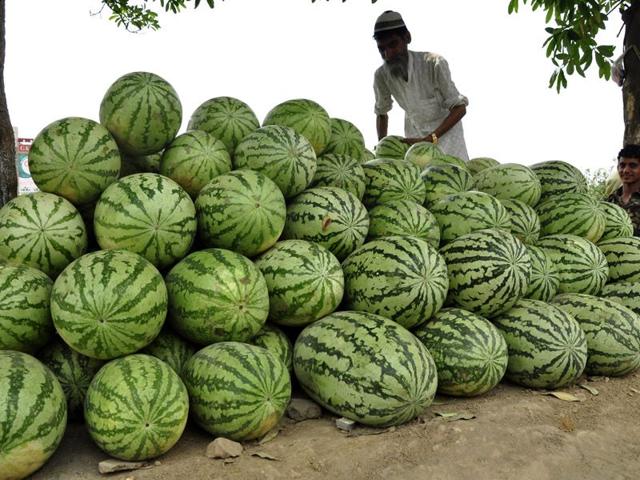 Street vendor selling watermelons in Ludhiana on Thursday. Sikander Singh Chopra/HT