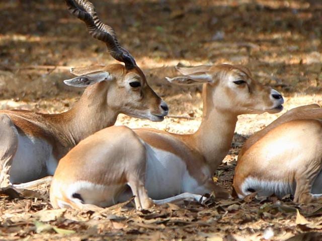 Deers rest in the shade on a sunny afternoon at Byculla Zoo in Mumbai. (Satish Bate/HT photo)