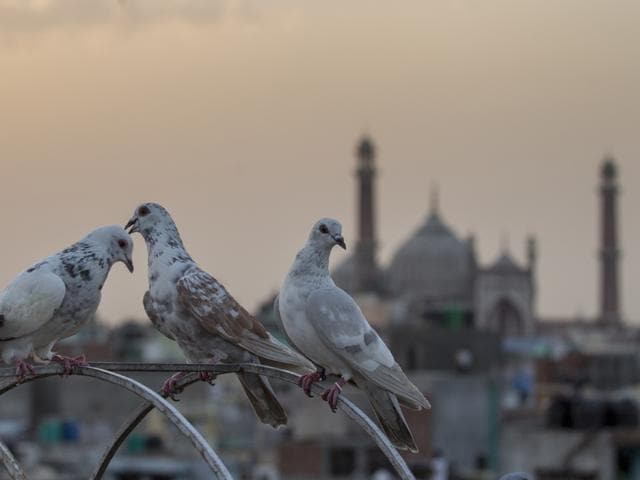 white pigeons wallpaper